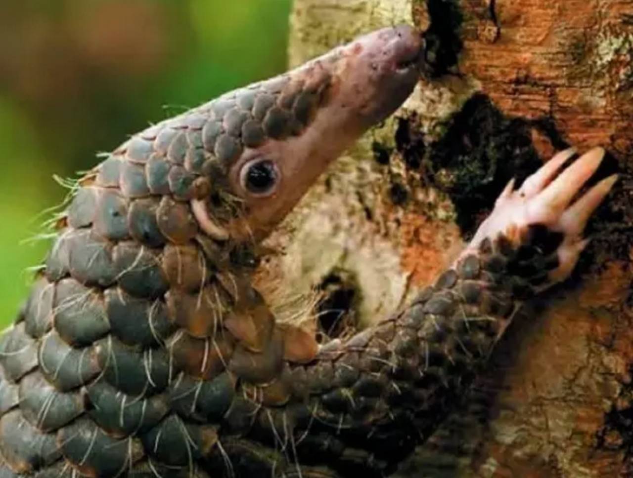 评论丨穿山甲事件查实之后该是问责!