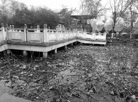 莲湖公园残荷未清 发臭了|工作人员|华商报|莲湖