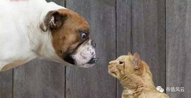 成都路桥的经典困境:违规增持股票的股东权利