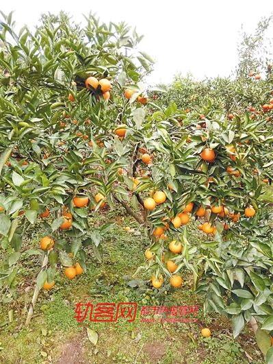 璧山血橙迎来最佳采摘期 自驾摘果有了好去处
