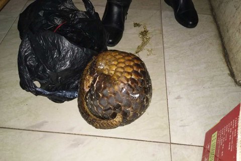 涉嫌贩卖运输穿山甲 南宁森林公安刑拘两名嫌疑人
