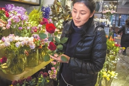刘女士对比国产玫瑰和进口玫瑰的品质区别。