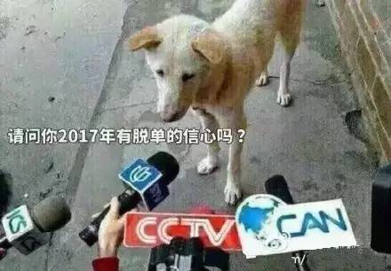 单身狗们真坚强,情人节段子排成行