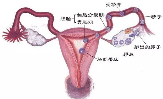 女人生殖器,-第1张图片-Otaku Male Knowledge 女人生殖器,-第1张图片-Otaku Male Knowledge