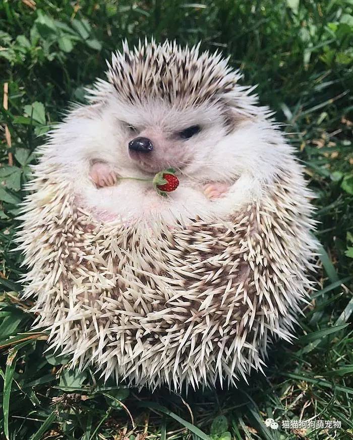 从“刺猬的拥抱”怎么看人际距离？...