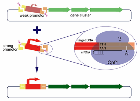 v反应蛋白偏高 wrN7-fyarrcc8625332.png
