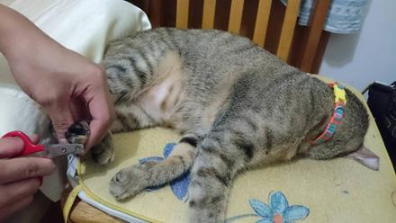 网友家猫咪被割了蛋蛋之后 闷闷不乐:彻底完了