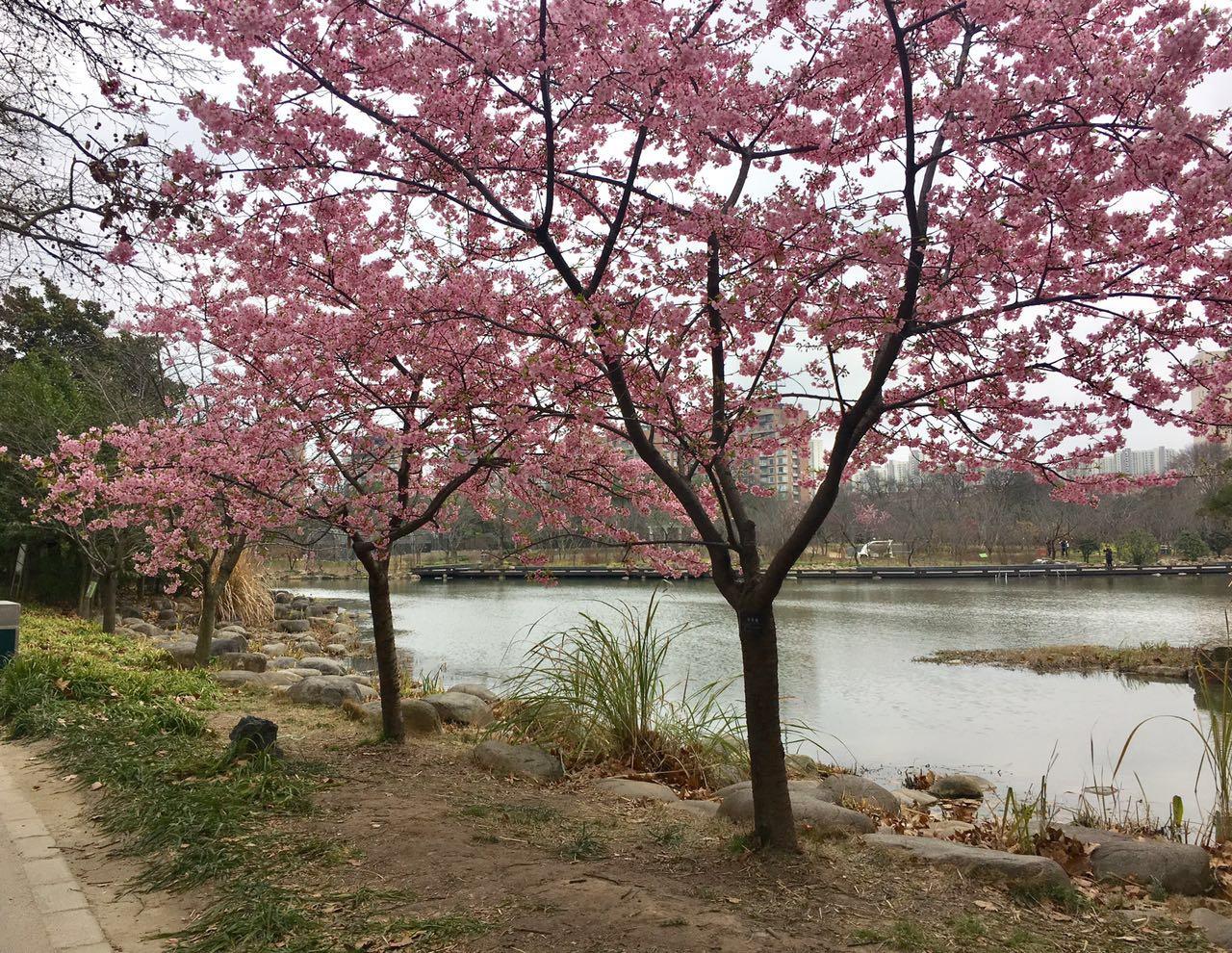 春天的上海有什么踏青赏花的好去处？ - 知乎