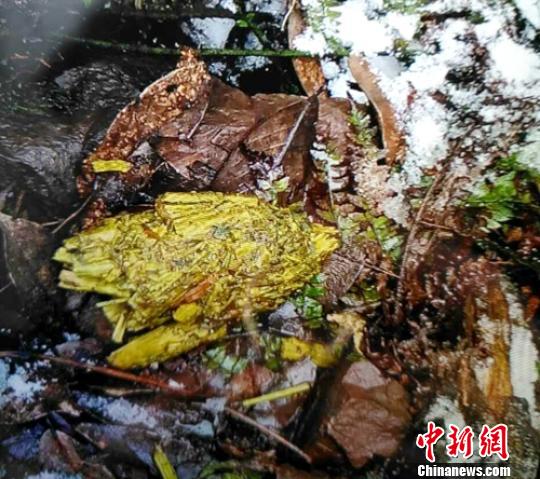 “国宝”下山开“羊”荤？四川一只大熊猫觅食啃食山羊