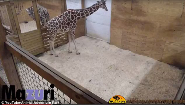 纽约公园网上直播长颈鹿分娩被批 色情 遭禁播