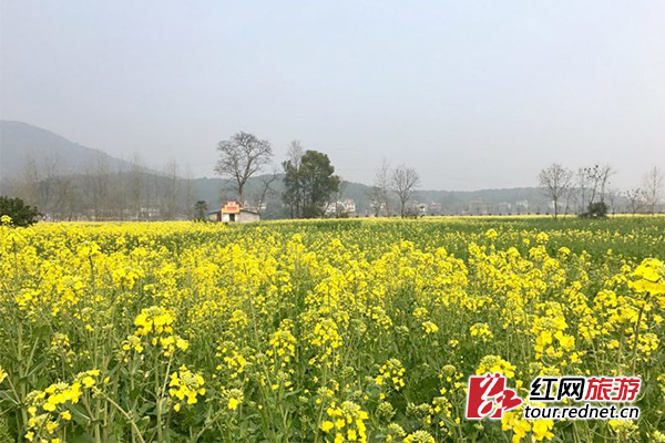 千亩油菜花盛放隆回沙坪村3月3日开启 赏花之旅 新浪新闻