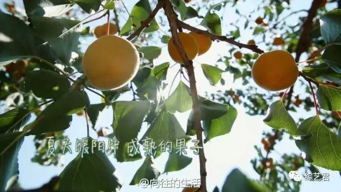 去了趟这节目何炅免费主持黄磊做饭还相了个亲