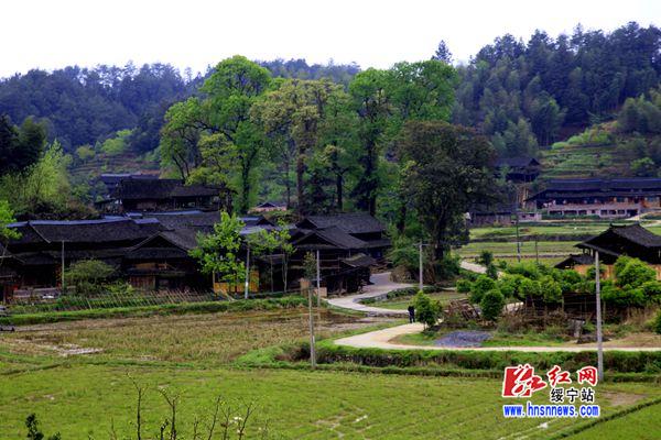 绥宁县寨市乡:三足鼎立托起富民梦