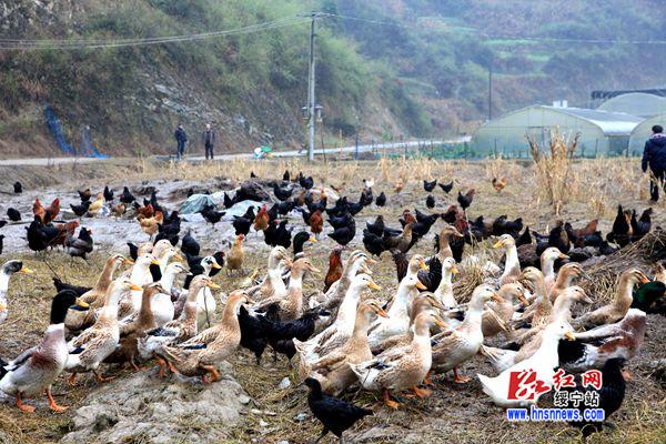 绥宁县寨市乡:三足鼎立托起富民梦