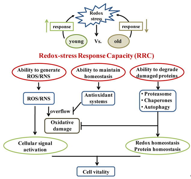 生物物理所提出氧化还原应激反应能力新概念