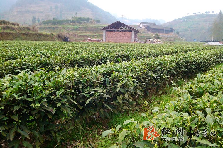 为了增加群众收入_河南西峡：发展苗木经济增加群众收入