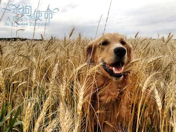 阿里影业国际化2017年开门红 《一条狗的使命》口碑票房双赢_新浪新闻