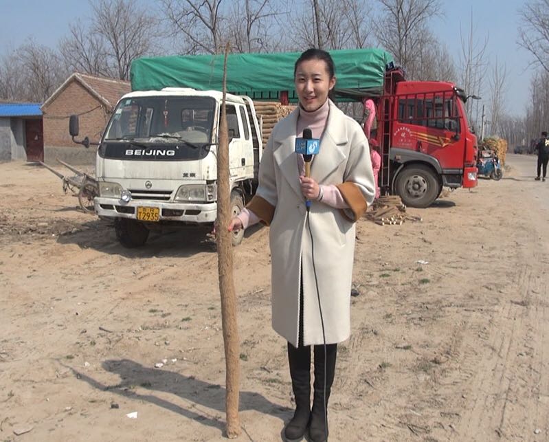 菜贱伤农!菏泽单县山药产量大价格低 埋地里农