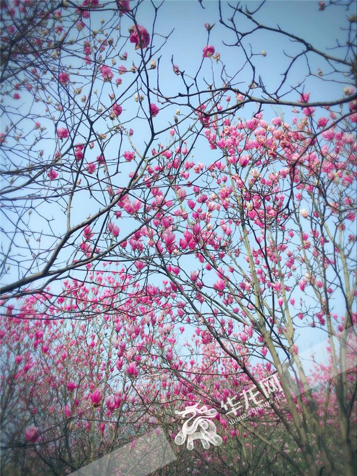 三八节去钓鱼城品茶看川剧 女性门票半价优惠