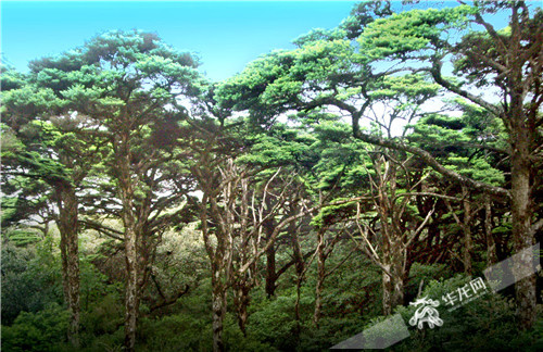 武隆旅游打响白马山战役 5年建成2个5A景区