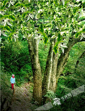 武隆旅游打响白马山战役 5年建成2个5A景区