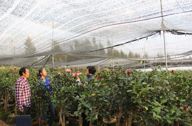 云南宜良审计:助力农业龙头企业转型升级