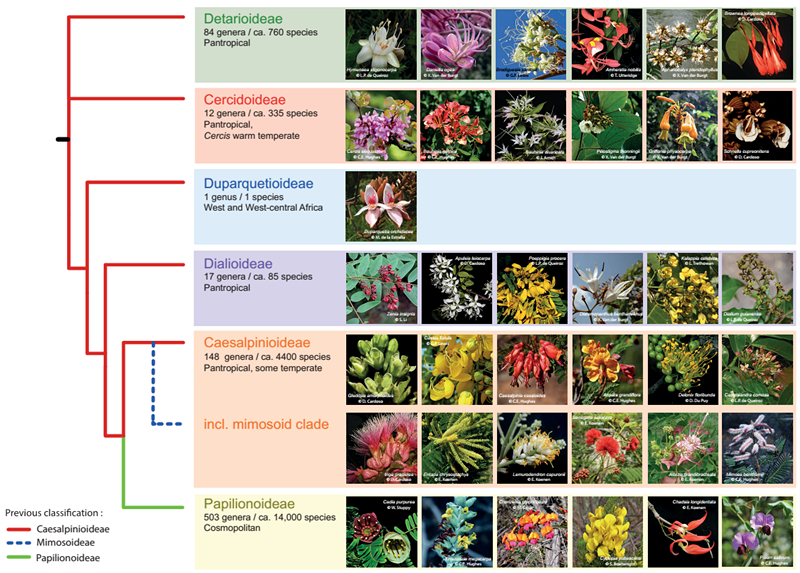 昆明植物所豆科分类和含羞草分支叶绿体基因组