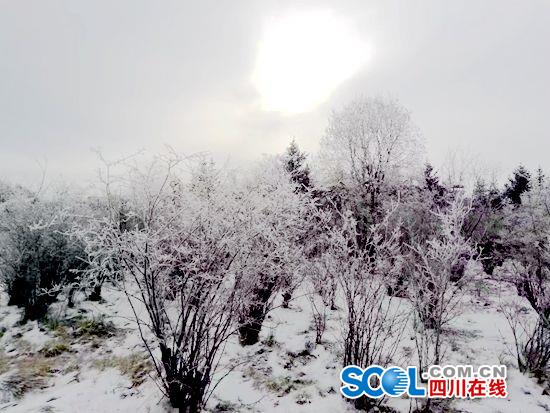 琼花玉树 凇花层叠 大雪后的若尔盖雾凇美不胜