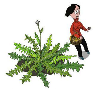 精通荠荠菜|荠荠菜|技术|野菜瘦身PC回味与压缩人们图片