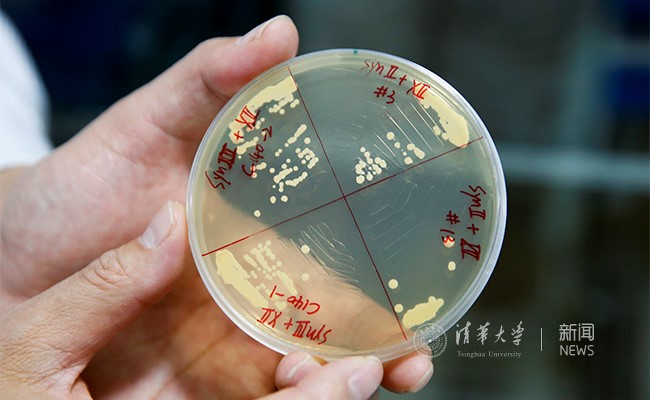 清华生命学院戴俊彪研究组发文报道酿酒酵母十