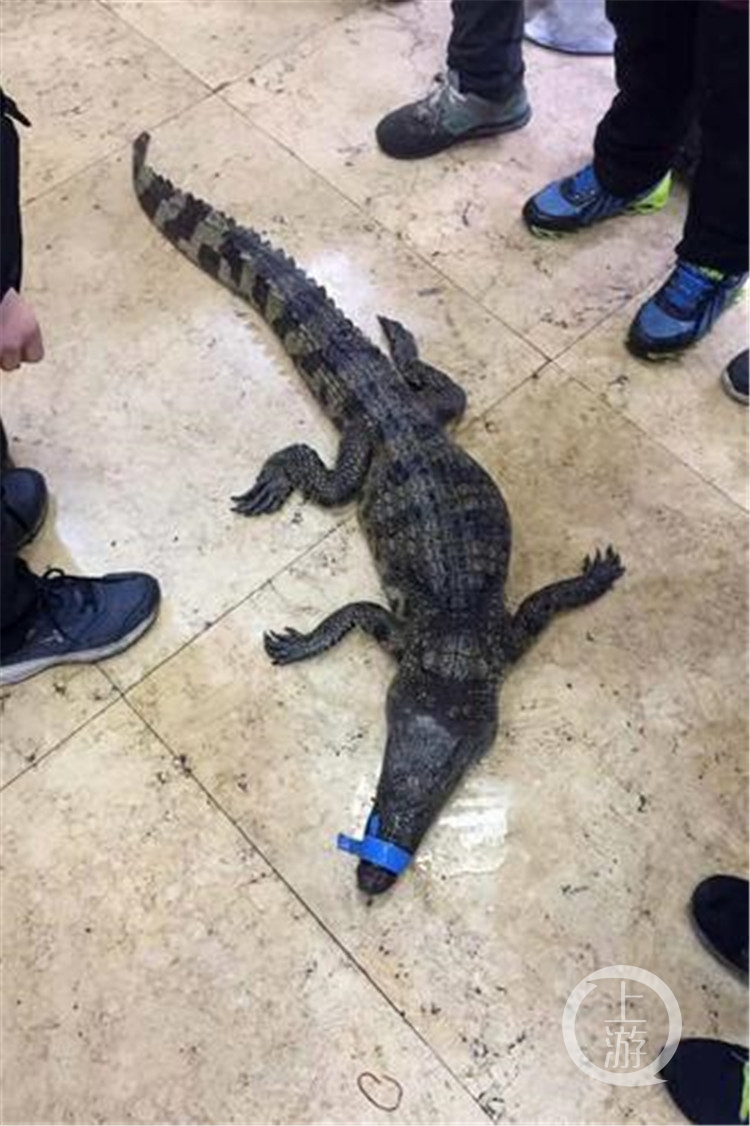 Дети поймали на улице крокодила и сдали его в полицию