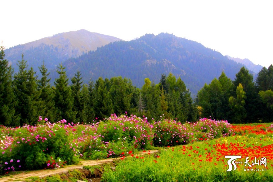 乌苏佛山国家森林公园将建成森林康养基地