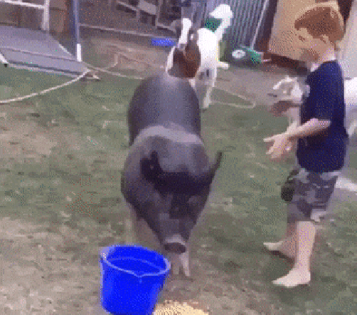 皮皮猪,我们走!