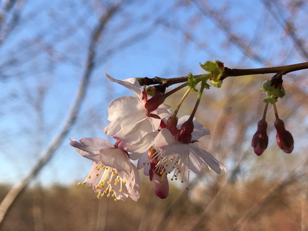 北京气温缓慢回升 玉渊潭早樱绽放20日进入观