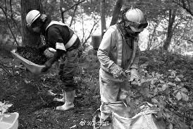 难民被忽悠去福岛除污染|难民|日本|福岛