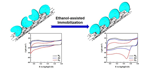 化学所在漆酶生物电化学和电催化研究方面取得