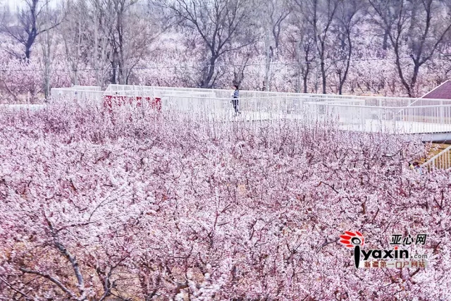 亚心网全景VR:带你走进托克逊杏花林