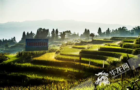江津四面山启动富硒锌极品稻种植 大米最高98