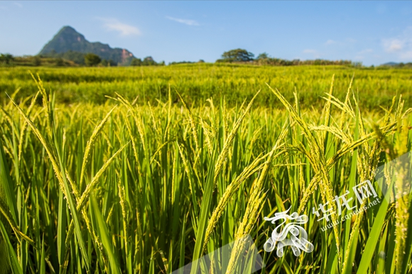 江津四面山启动富硒锌极品稻种植 大米最高98