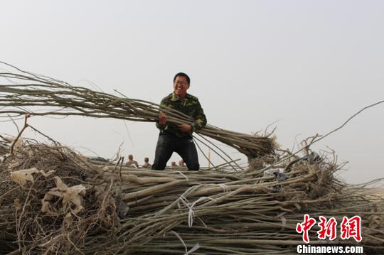 图为幸福农场职工正在搬运树苗。 李桃 摄