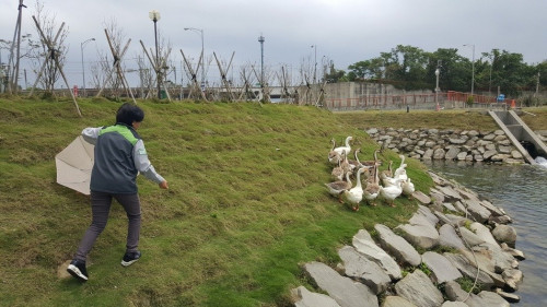 苗栗县府穷到没钱喂?景区鸭鹅 自救 成群 逛大