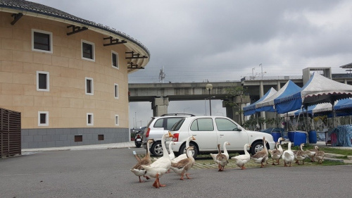 苗栗县府穷到没钱喂?景区鸭鹅 自救 成群 逛大