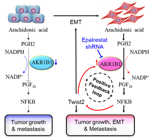 我国学者在基底样型乳腺癌转移机制方面取得重