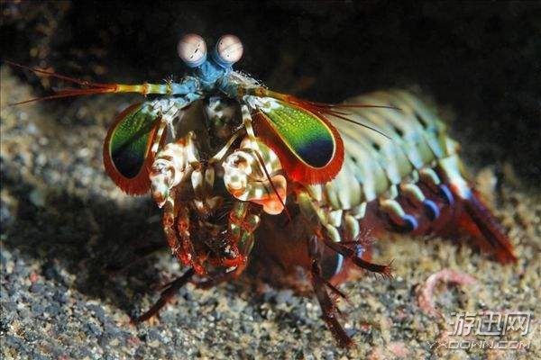 "皮皮虾"已经4亿年没进化!生物界的12种"活化石"
