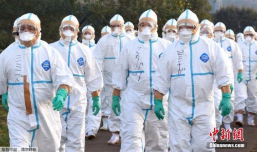资料图:工作人员处理病鸡 日本宫城县养鸡场检出禽流感病毒 22万只鸡被杀