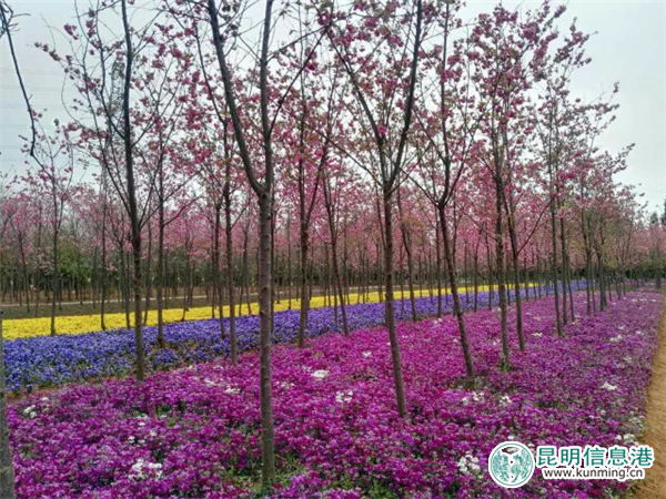 嵩明林下花园百花齐放 昙华寺3000余平米牡丹争艳