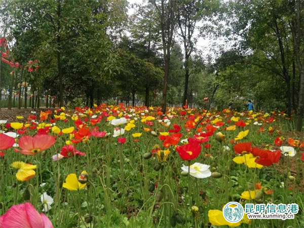 嵩明林下花园百花齐放 昙华寺3000余平米牡丹争艳