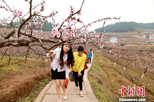 游客在桃花园林中踏青赏花。 李同周 摄