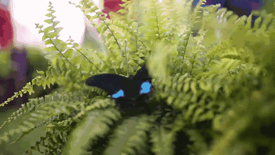 壁纸 植物 蕨类 400_225 gif 动态图 动图