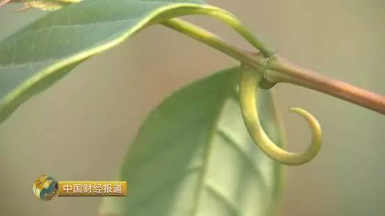 【厉害】中医药产业迎来新机遇! 中国标准 引领